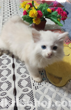 Persian Cat ...2 eyes 2 clour